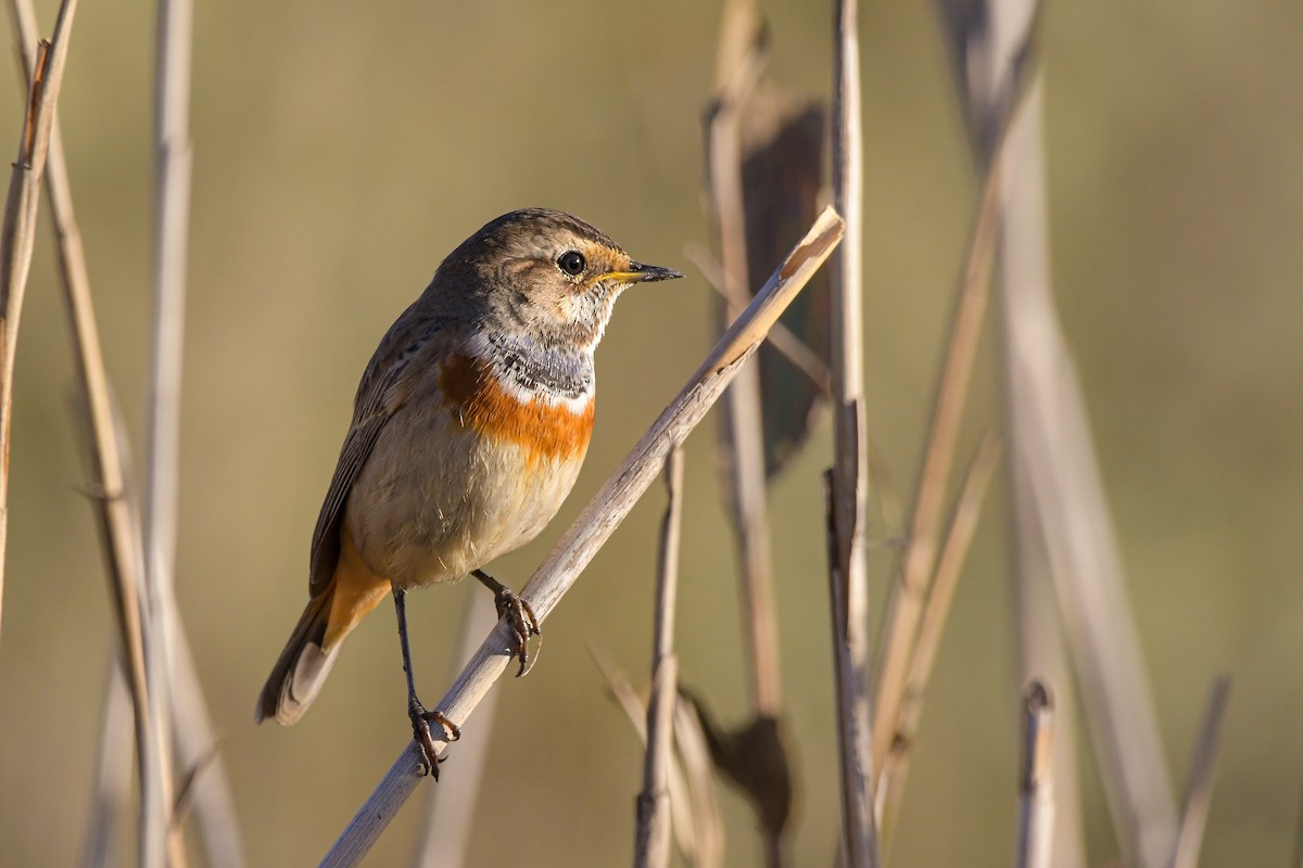 slavík modráček - ML645007972