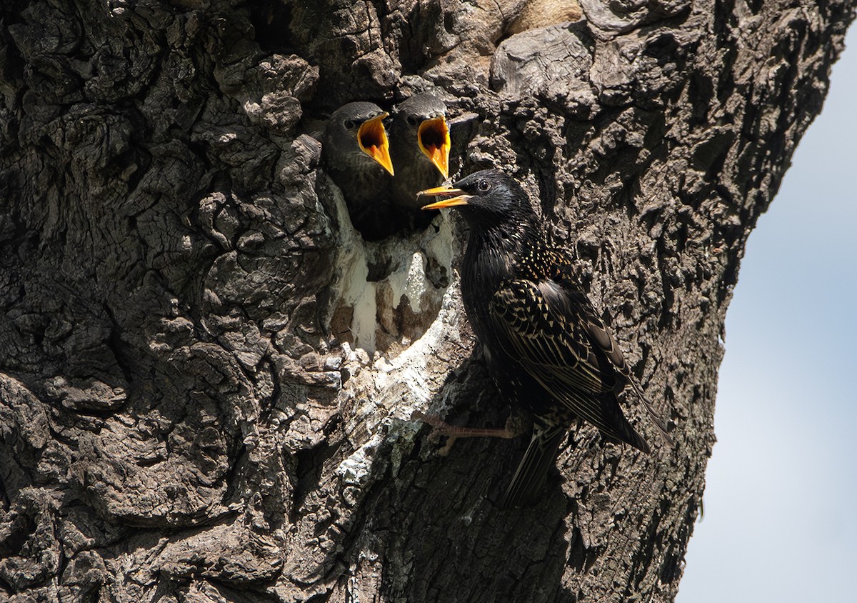European Starling - ML645007973