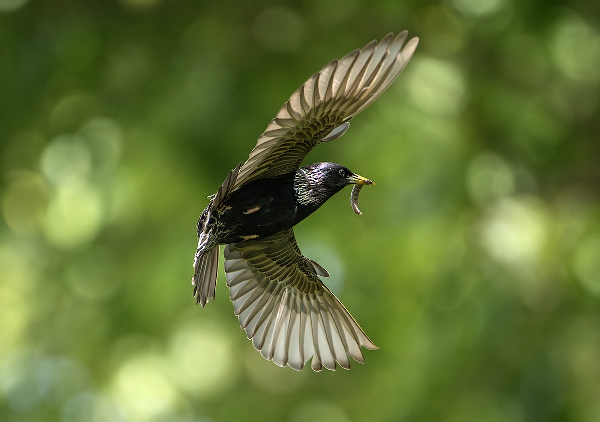 European Starling - ML645007974