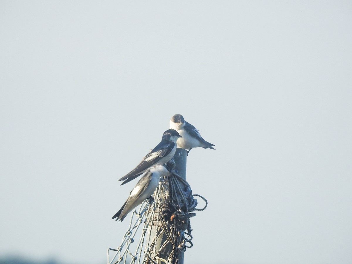 White-winged Swallow - ML645007984