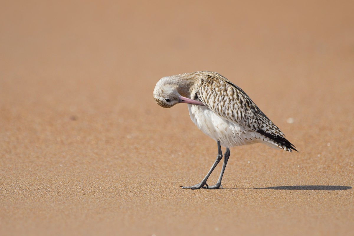 břehouš rudý - ML645008004