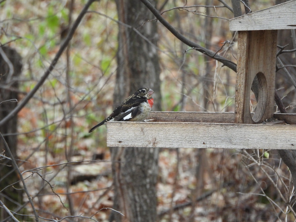 Rose-breasted Grosbeak - ML645008012