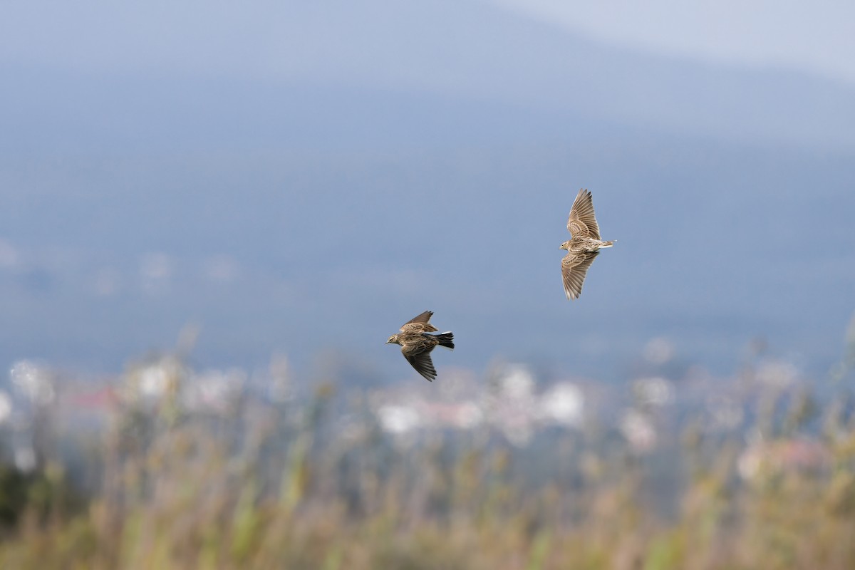 skřivan polní - ML645008021