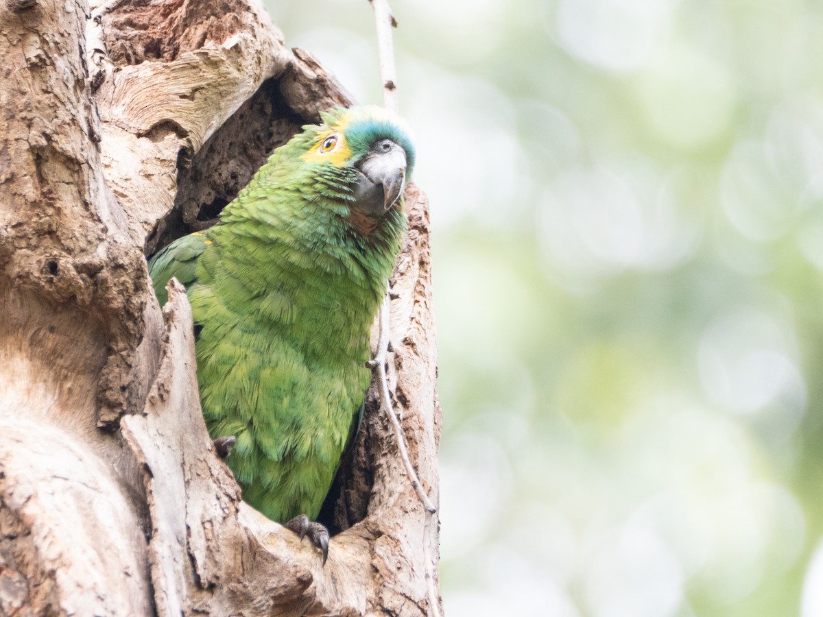 Turquoise-fronted Amazon - ML645008022