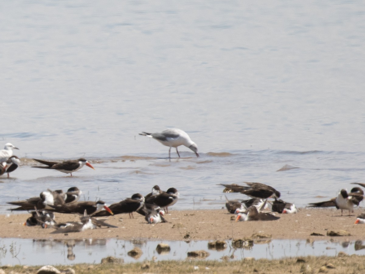 gråhodemåke - ML645008029