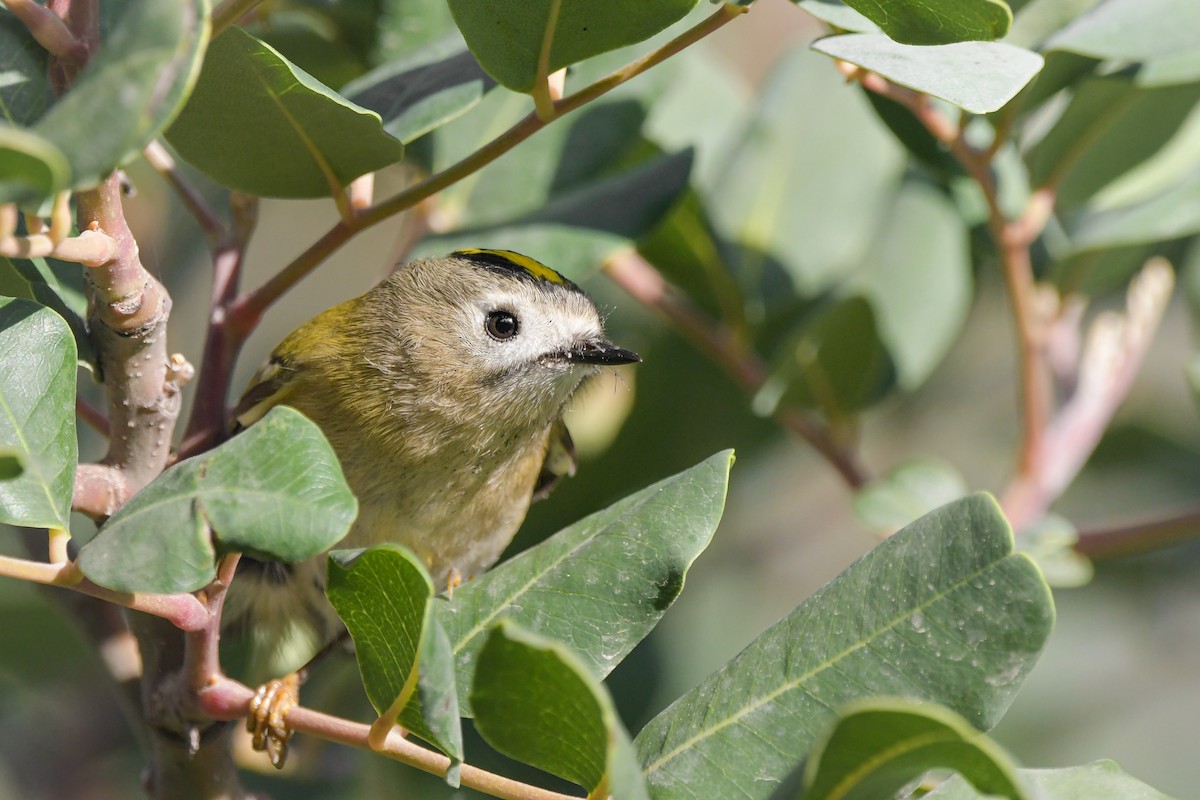 králíček obecný - ML645008031