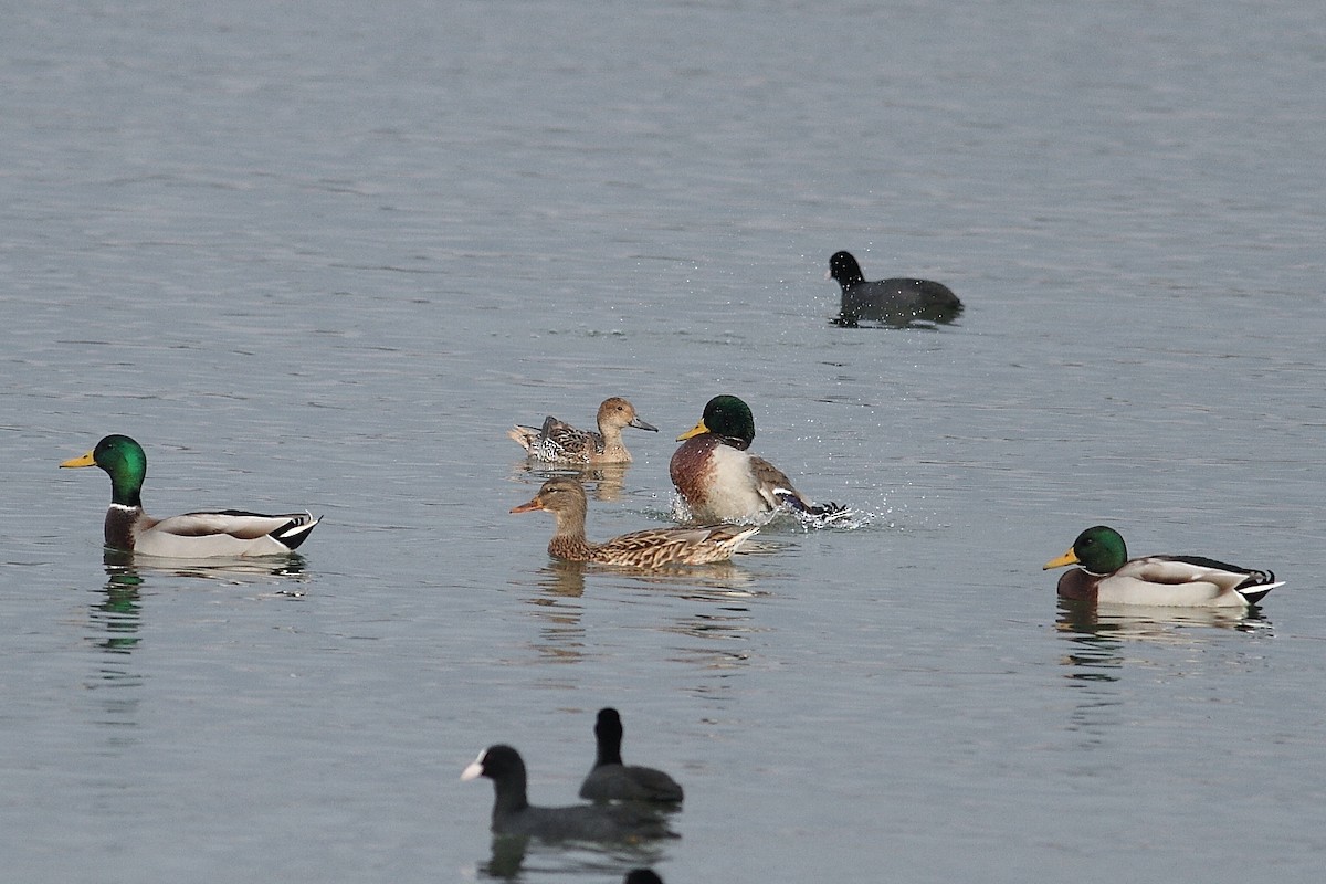 ostralka štíhlá - ML645008032