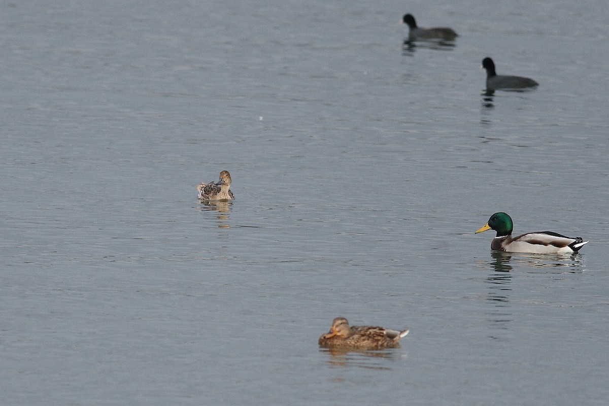 ostralka štíhlá - ML645008033