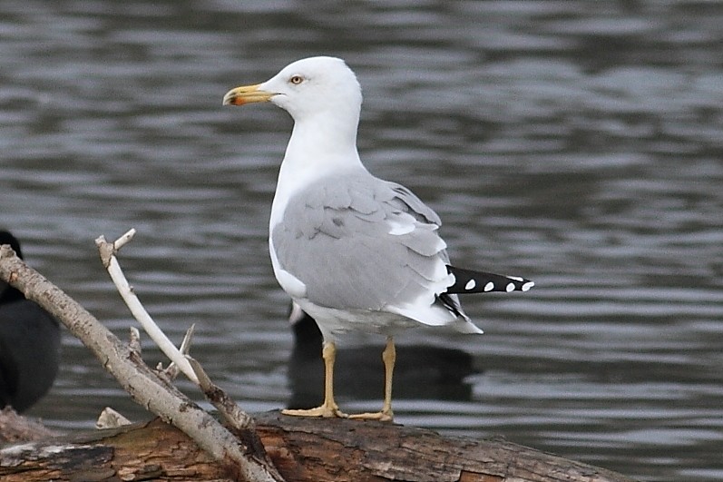 racek středomořský - ML645008038