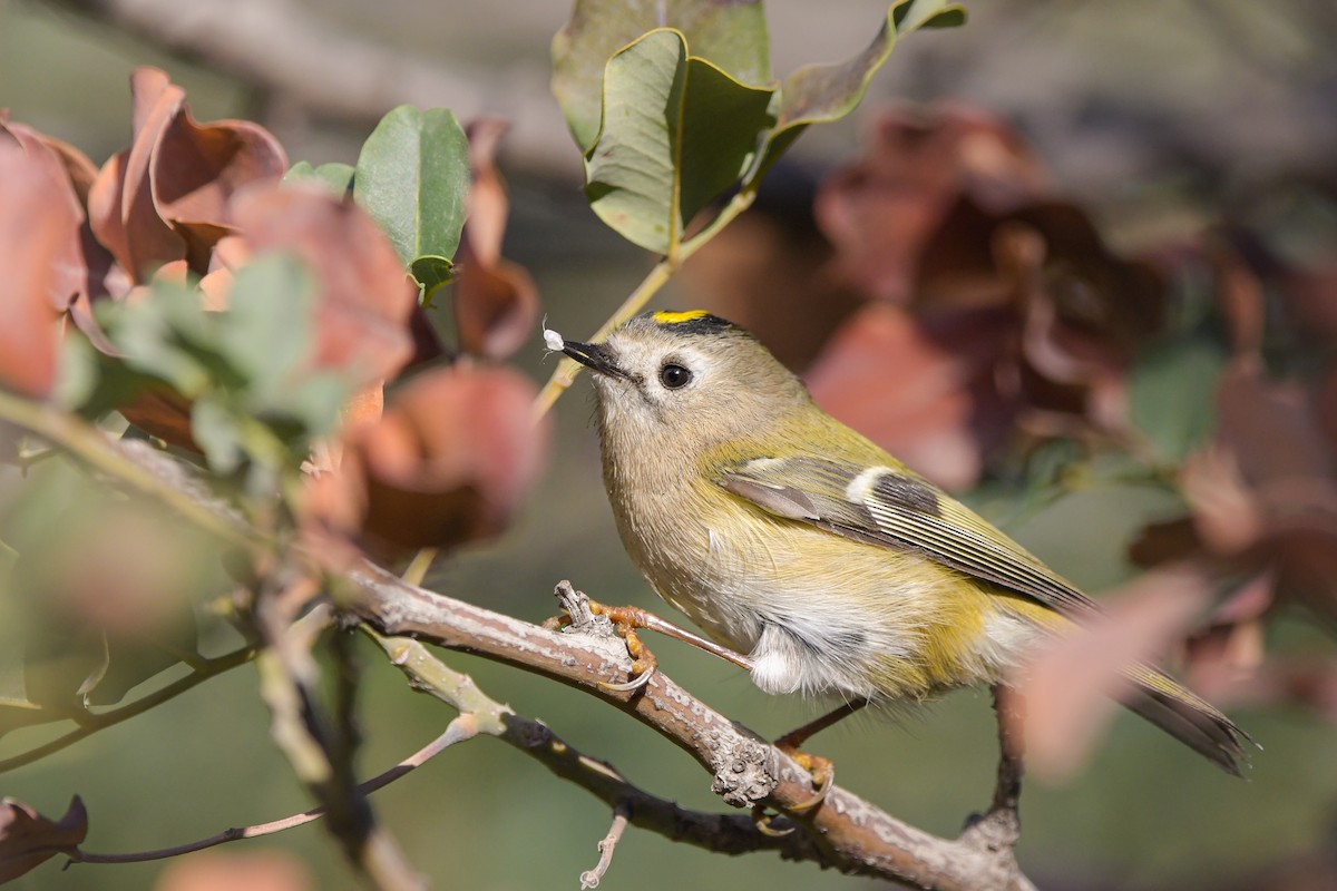 králíček obecný - ML645008040