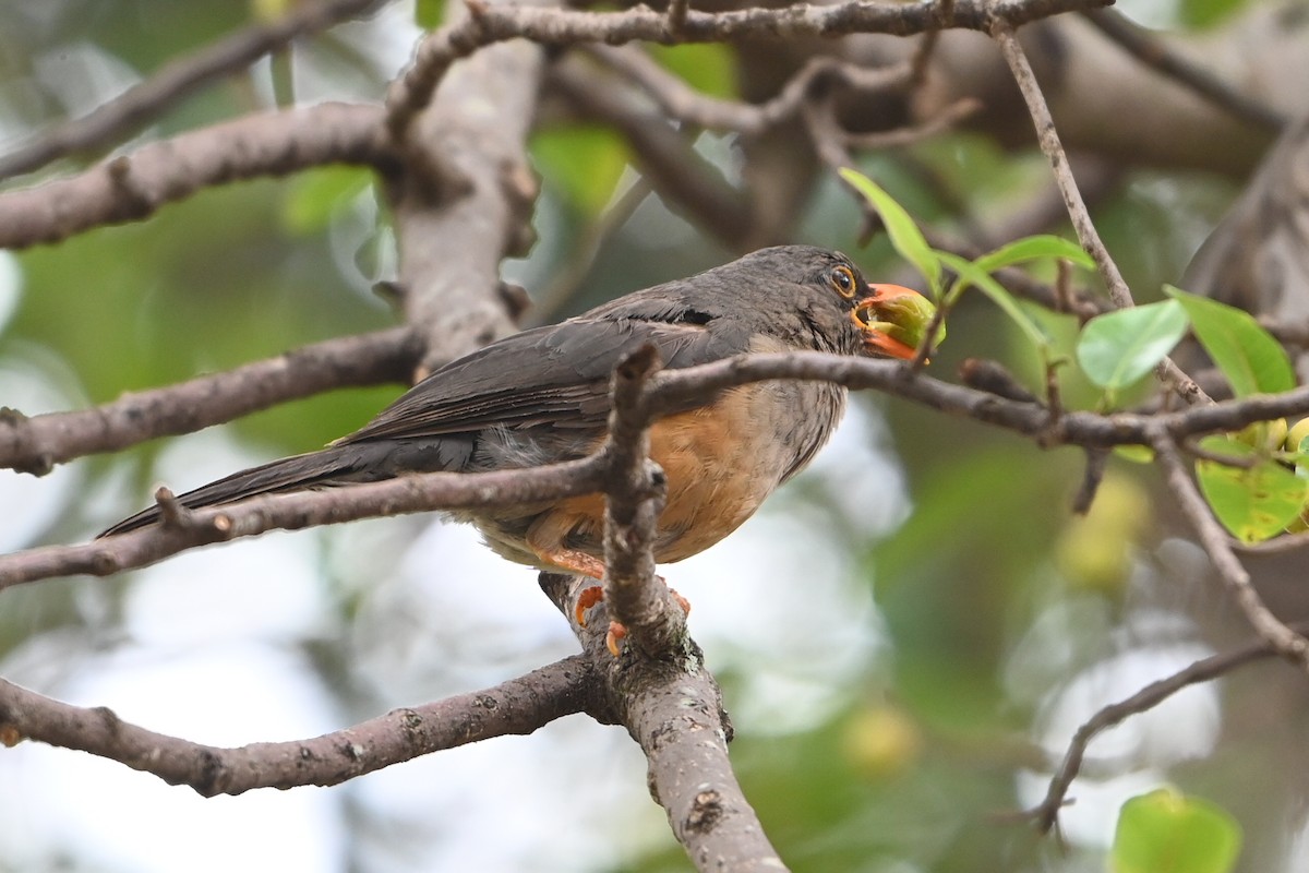 Abyssinian Thrush - ML645008046
