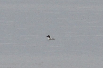 morčák velký - ML645008102