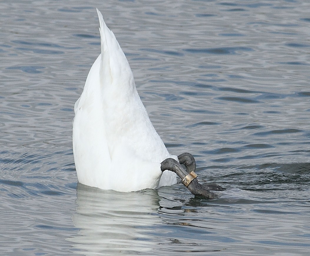 labuť velká - ML645008109