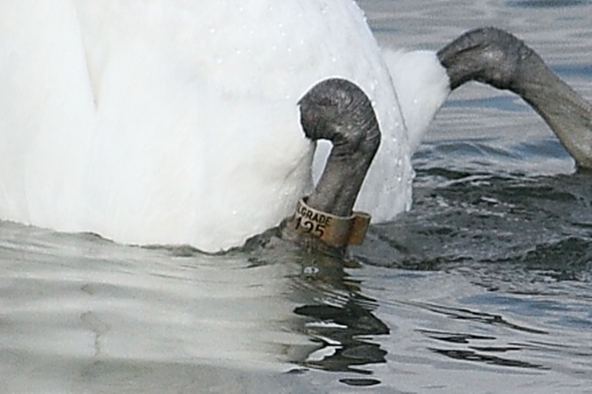 labuť velká - ML645008110