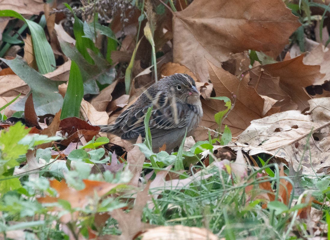 Grasshopper Sparrow - ML645008125