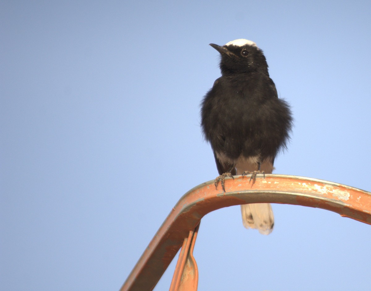 White-crowned Wheatear - ML645008131