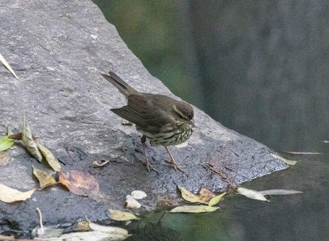 Northern Waterthrush - ML645008134