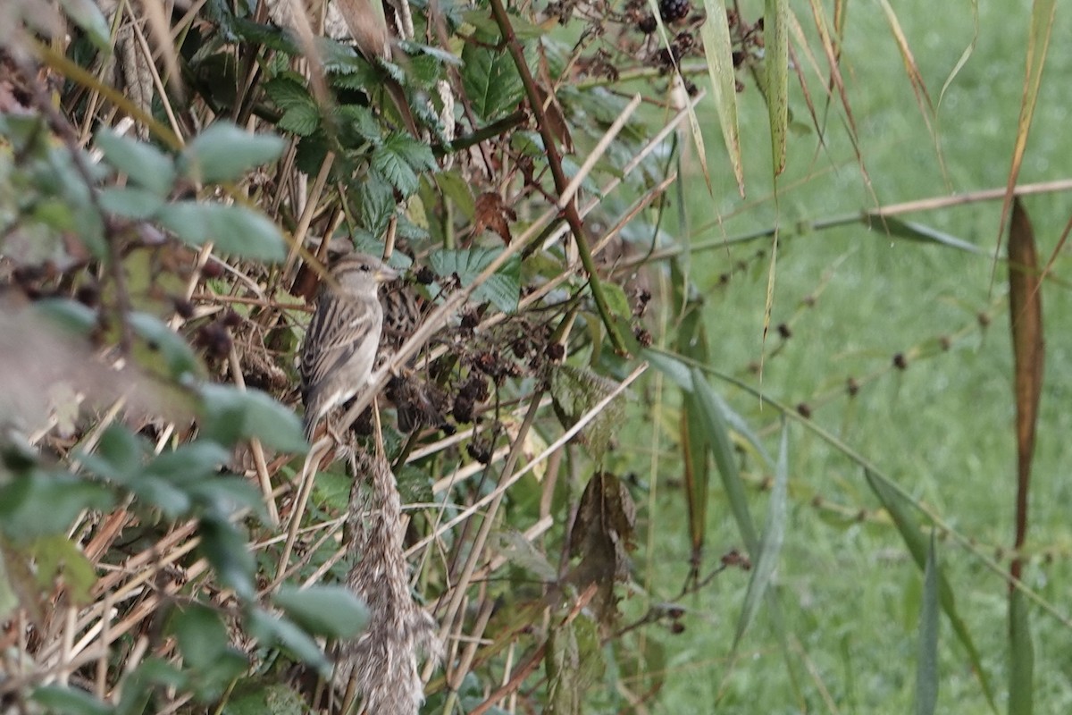 Домовый воробей - ML645008137