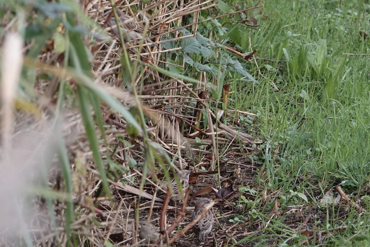 Домовый воробей - ML645008138