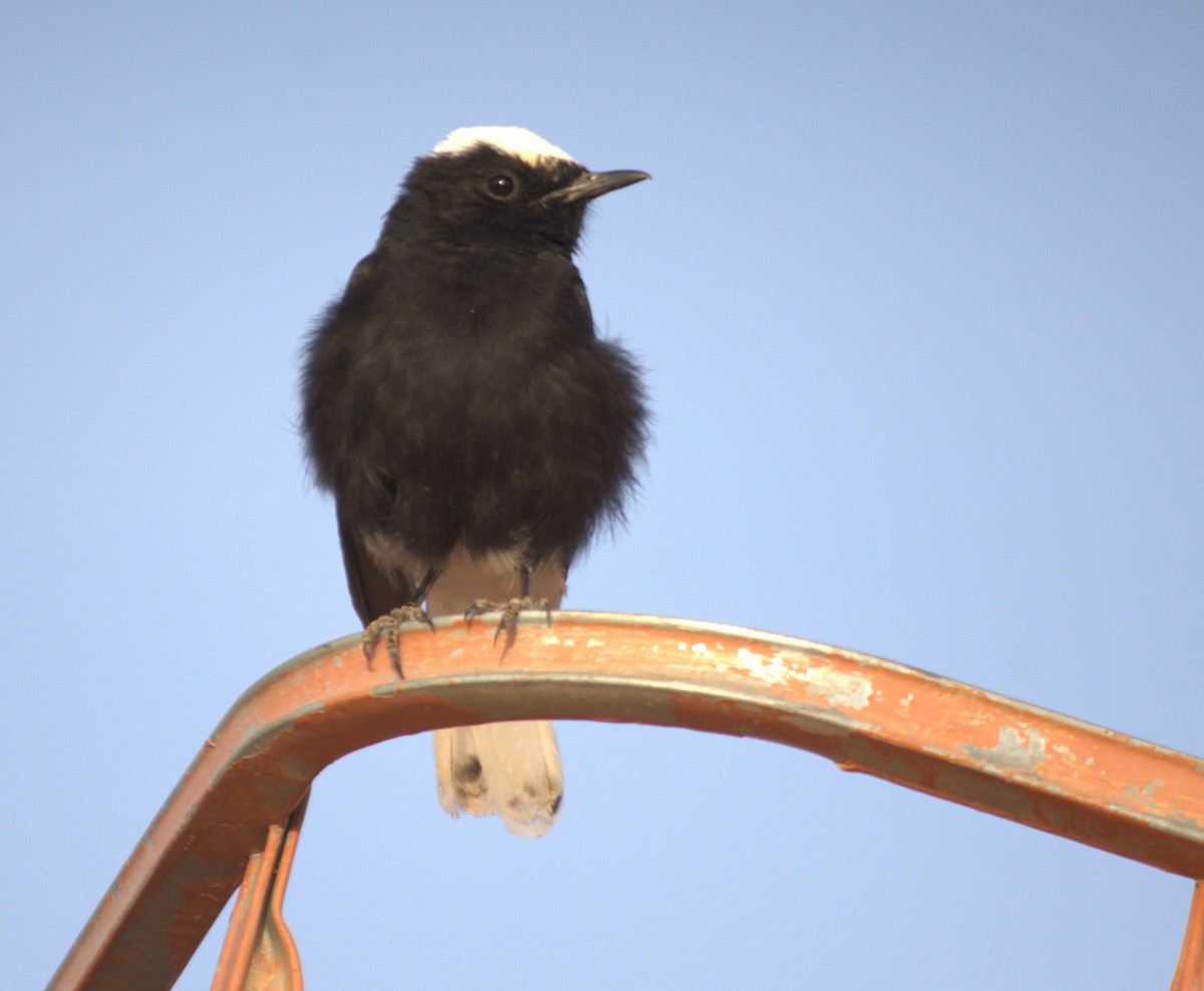 White-crowned Wheatear - ML645008139