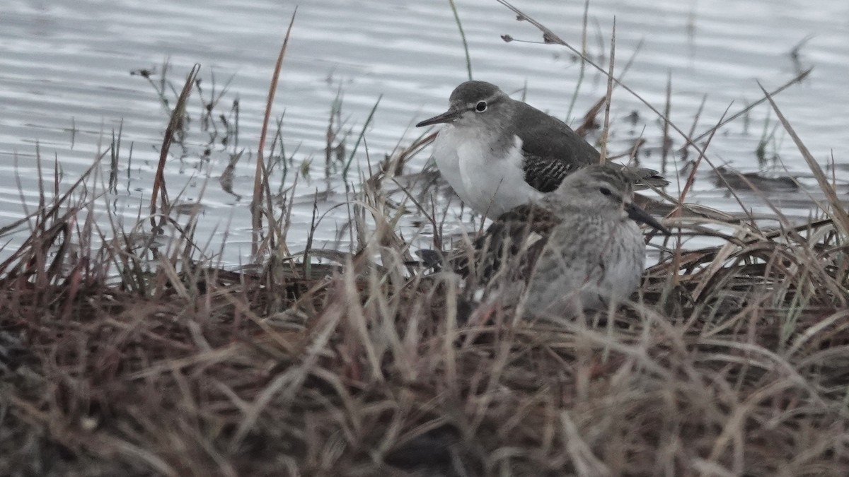 Piro piro macchiato - ML645008141