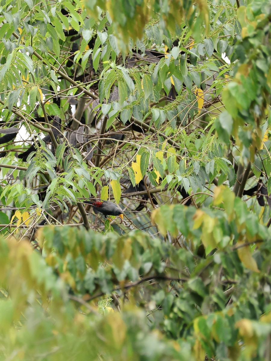 Scissirostre des Célèbes - ML645008155