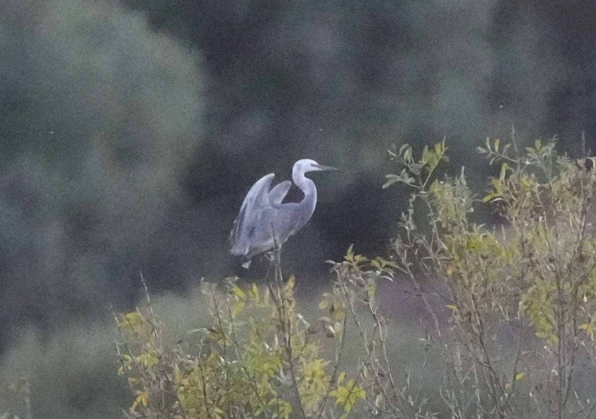 Little Egret x Western Reef-Heron (hybrid) - ML645008167