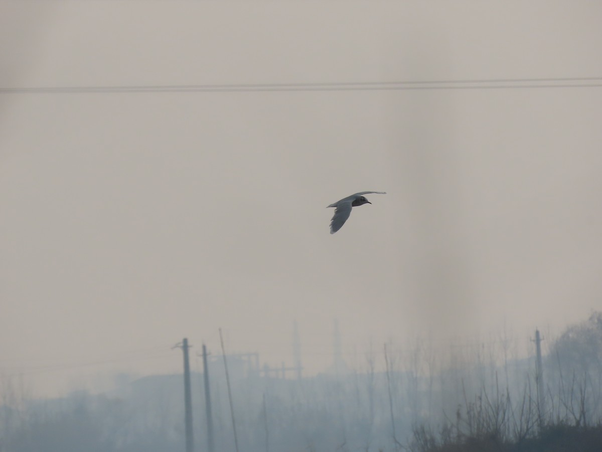 ヒメカモメ - ML645008174