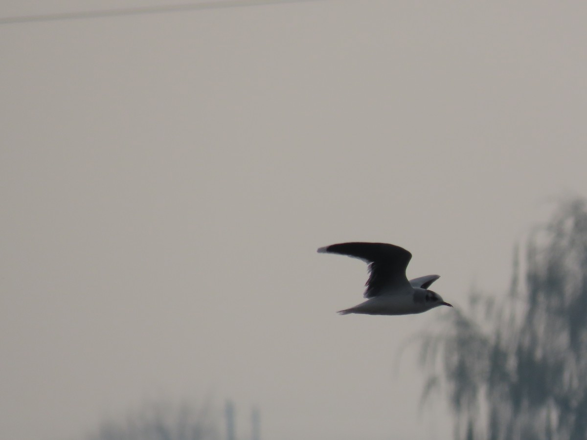 ヒメカモメ - ML645008175