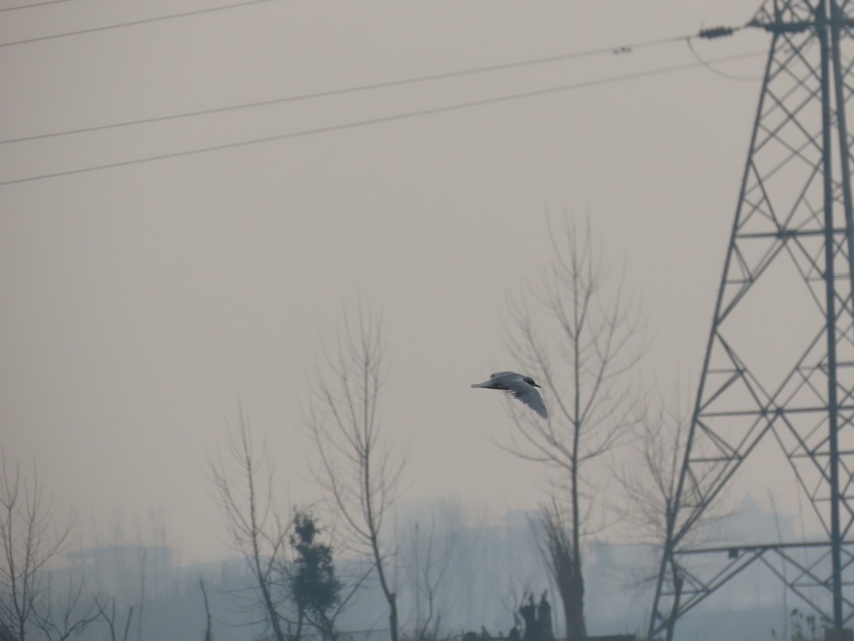 ヒメカモメ - ML645008176