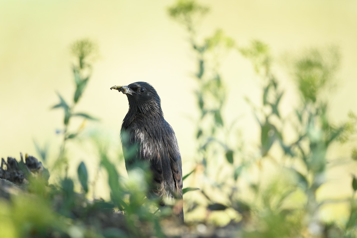 Arabazozo beltza - ML645008186