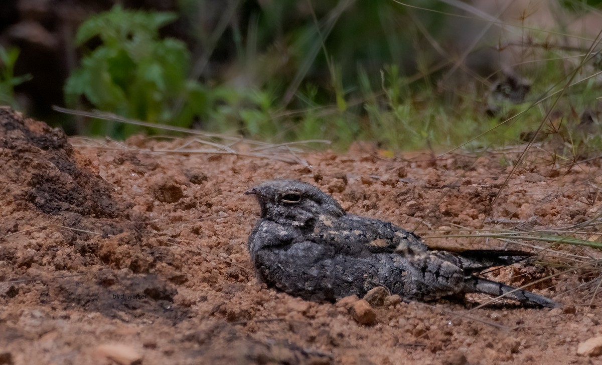 Savanna Nightjar - ML645008187