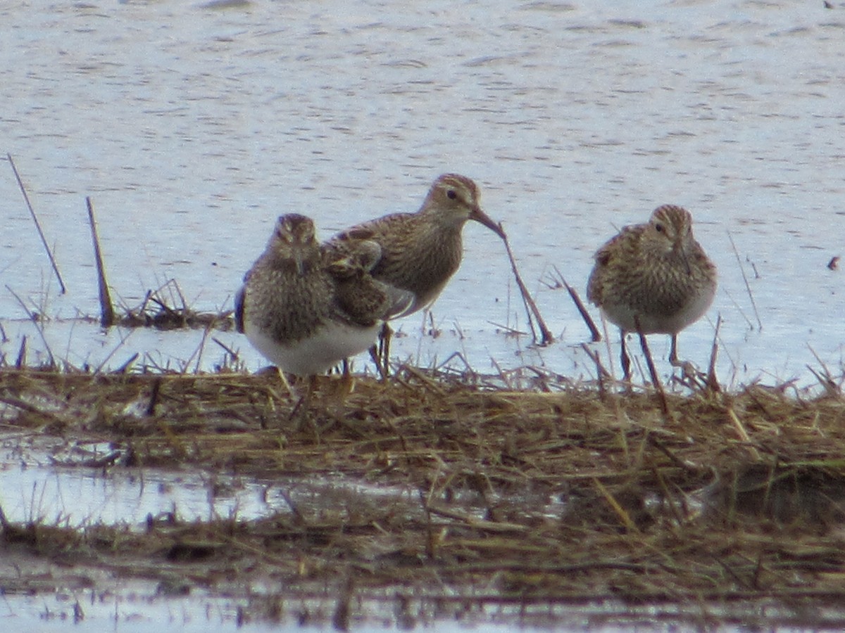 Дутыш - ML645008194