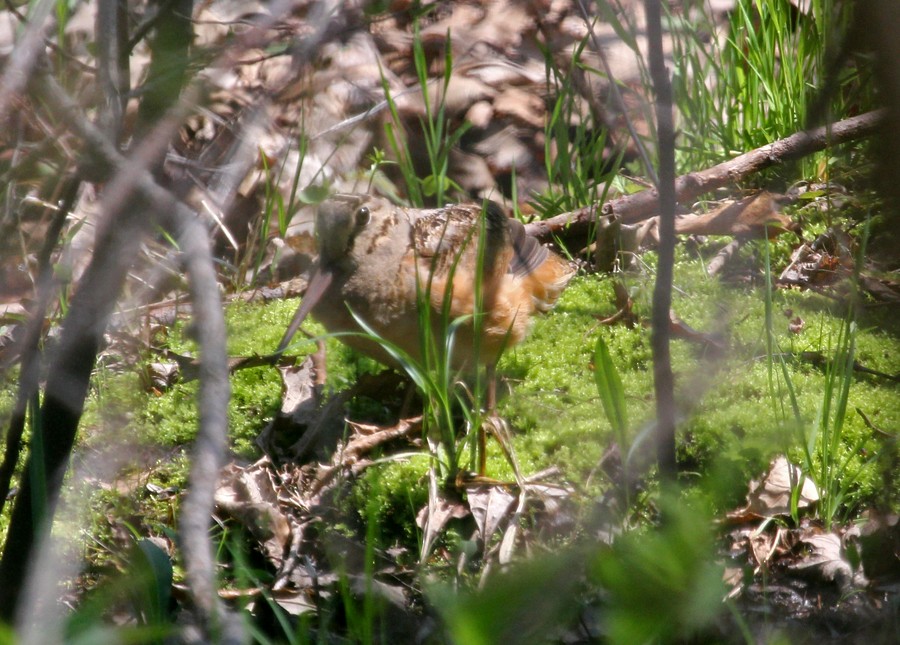 American Woodcock - ML645008198