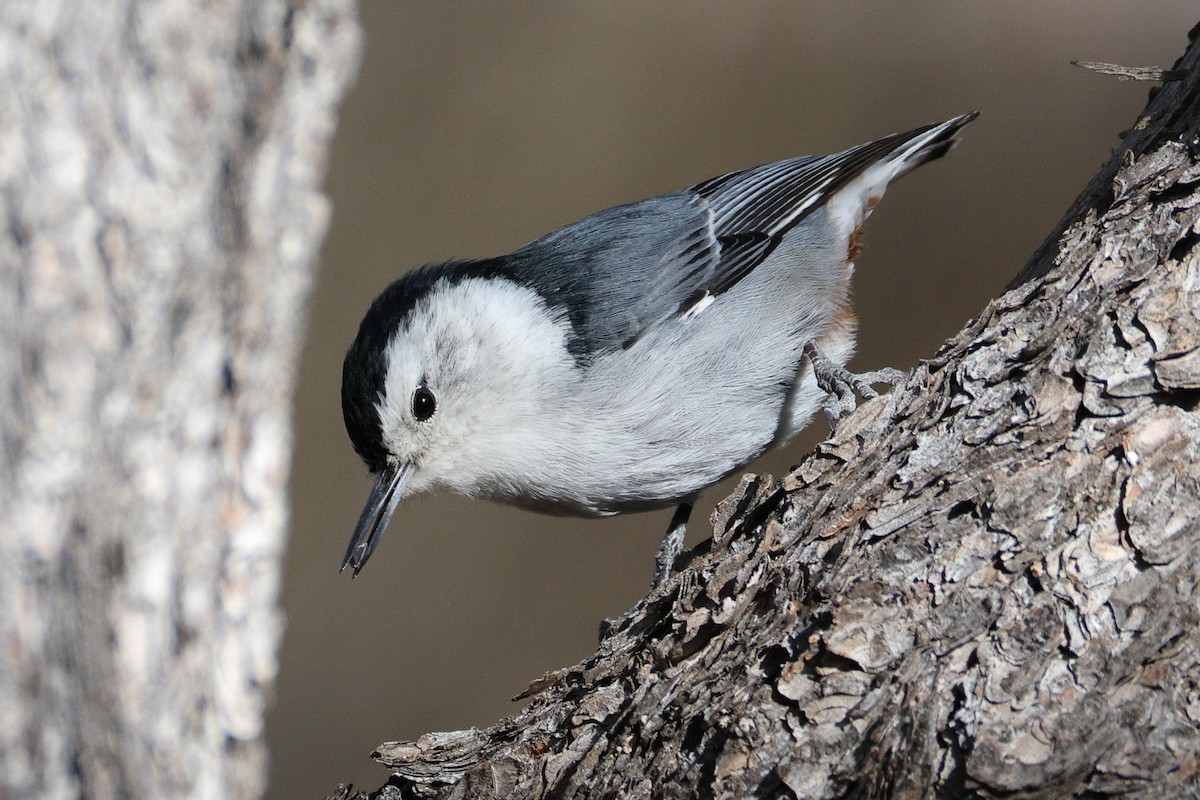 White-breasted Nuthatch - ML645008219