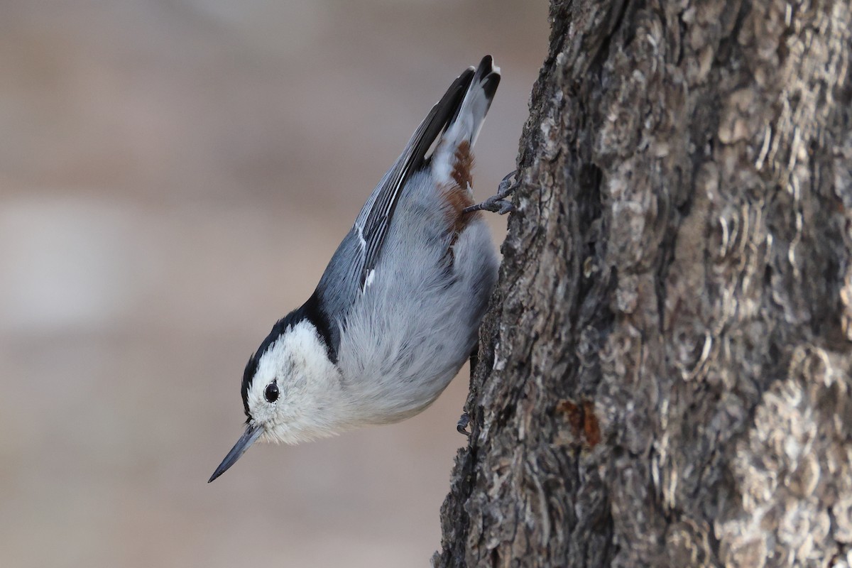 White-breasted Nuthatch - ML645008221