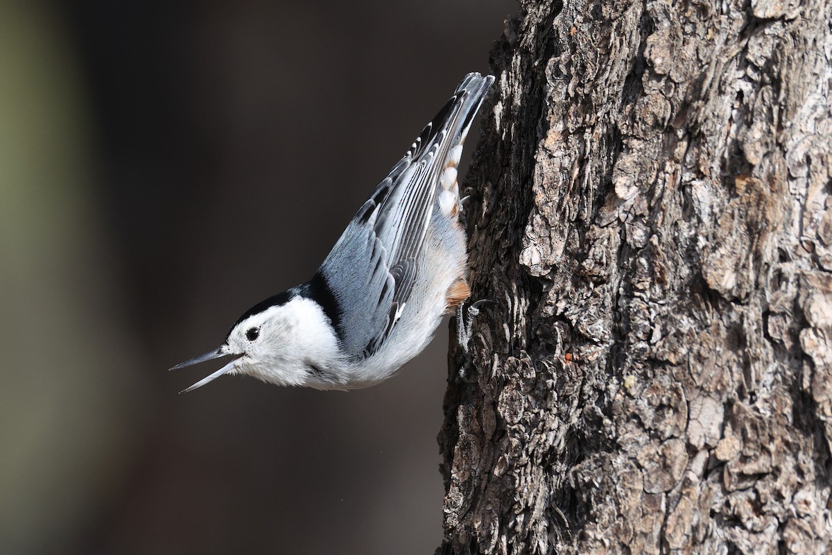 White-breasted Nuthatch - ML645008225