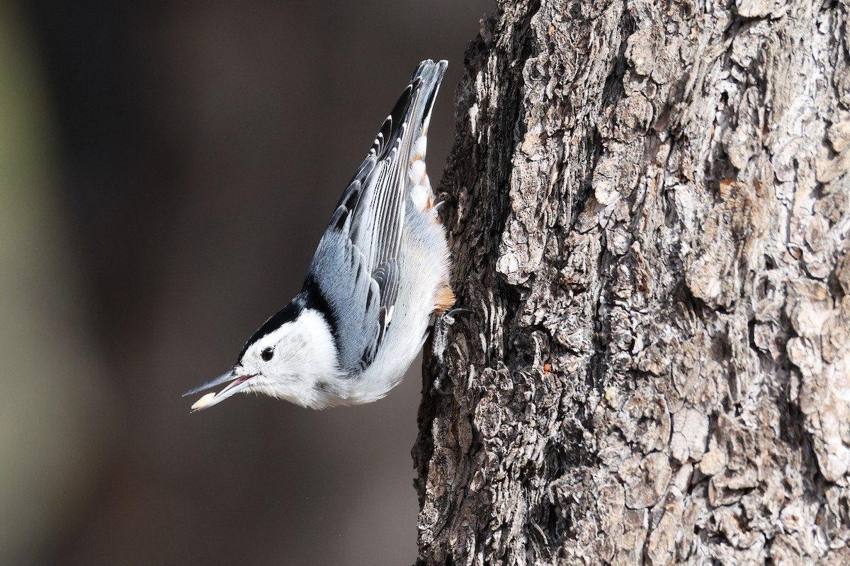White-breasted Nuthatch - ML645008228