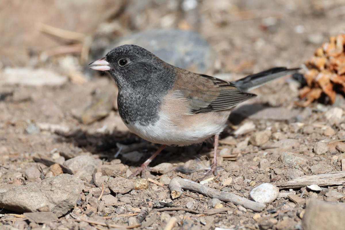 Dark-eyed Junco - ML645008237