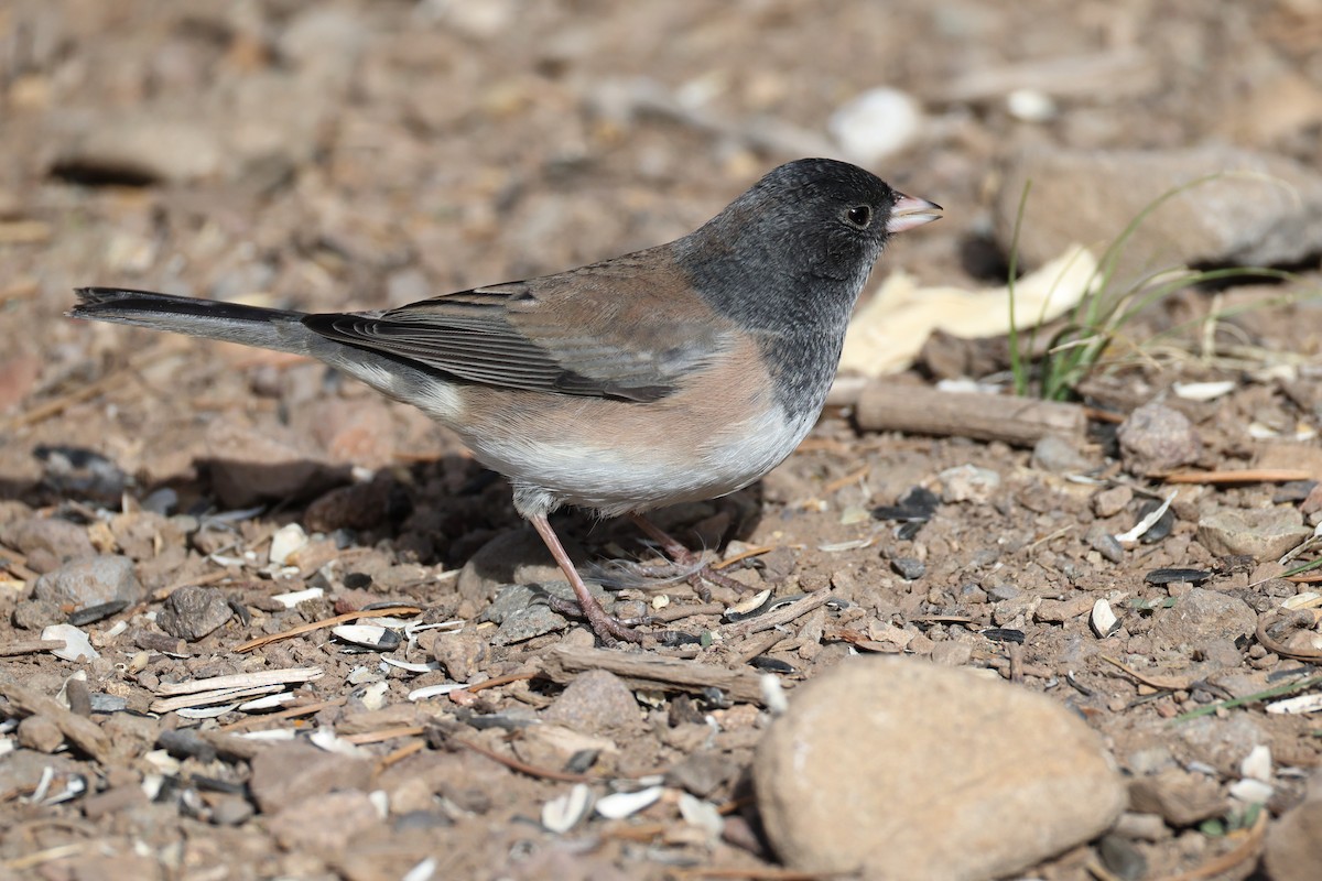 Dark-eyed Junco - ML645008238