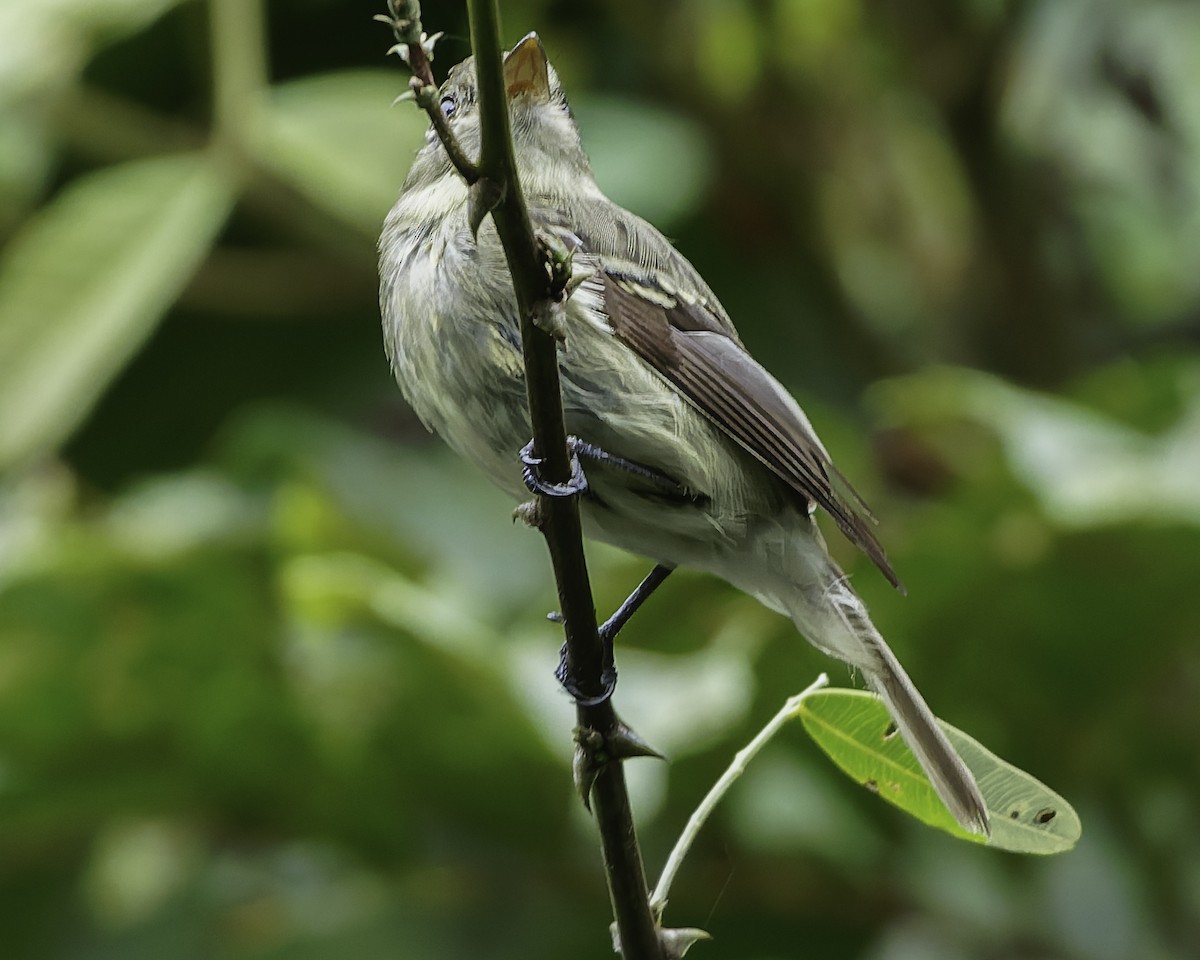 Yellow-bellied Flycatcher - ML645008246