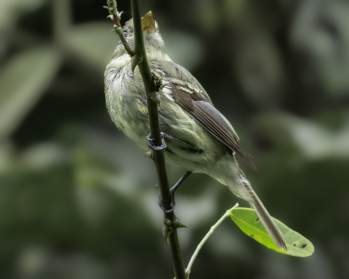 Yellow-bellied Flycatcher - ML645008247