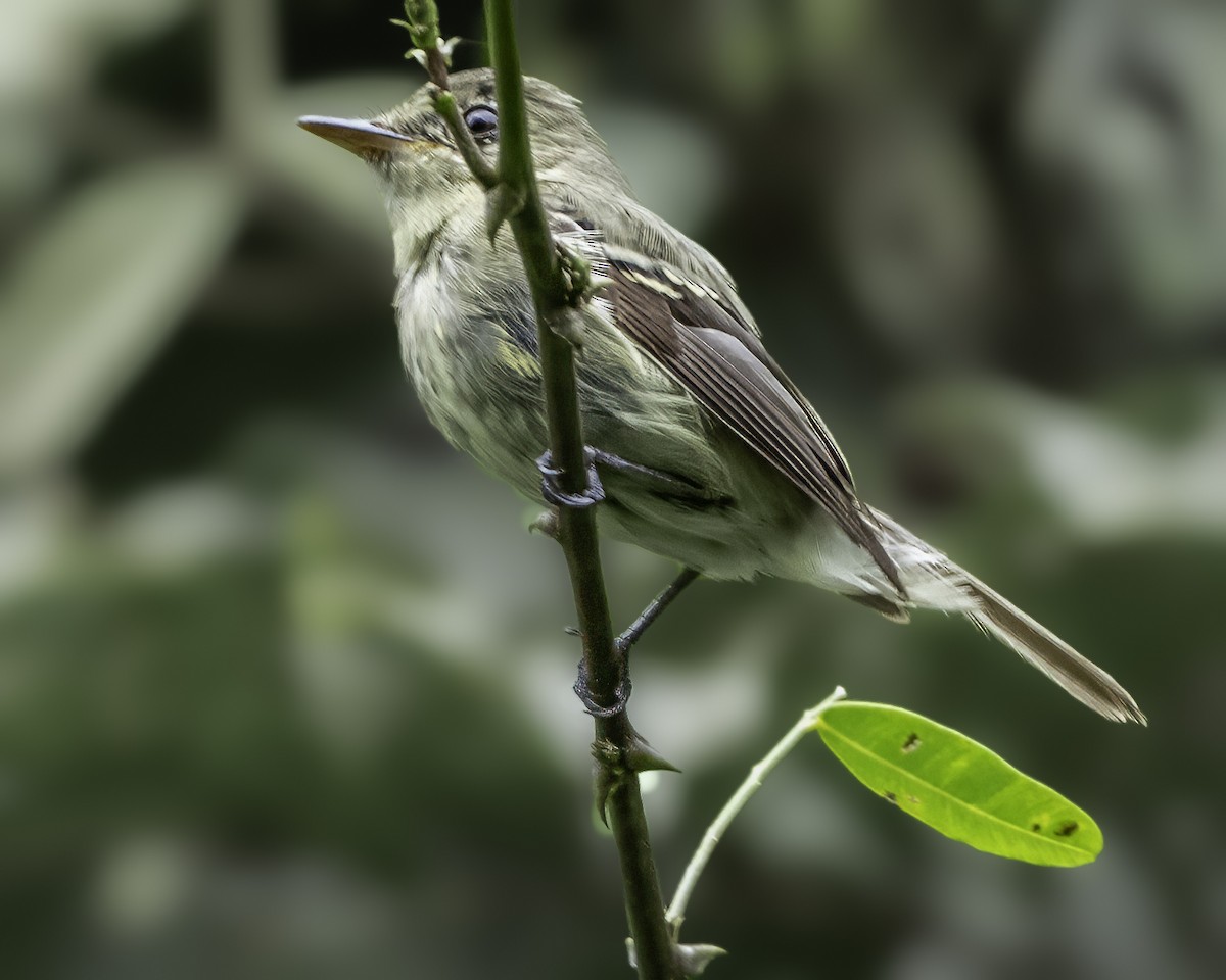 Yellow-bellied Flycatcher - ML645008248