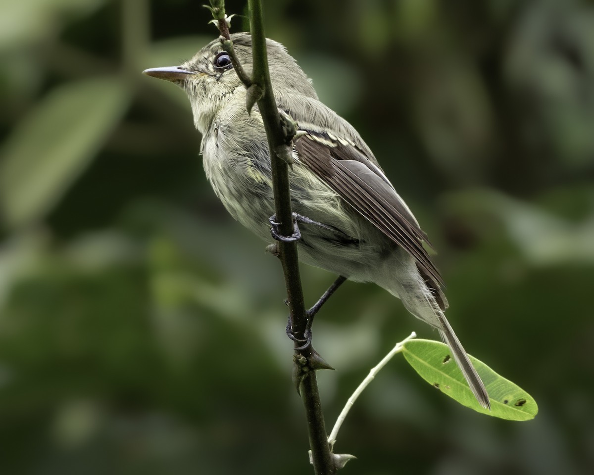 Yellow-bellied Flycatcher - ML645008249