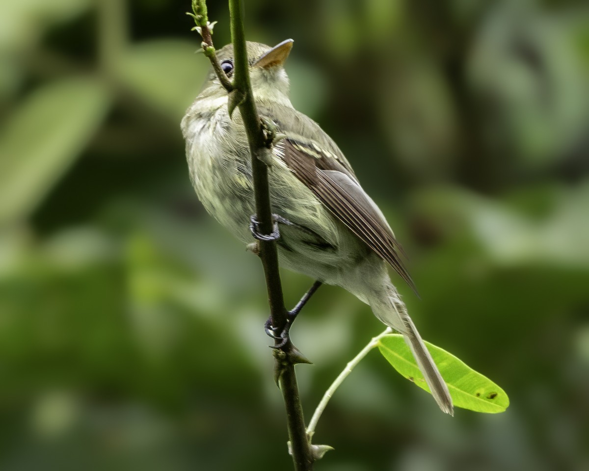 Yellow-bellied Flycatcher - ML645008250