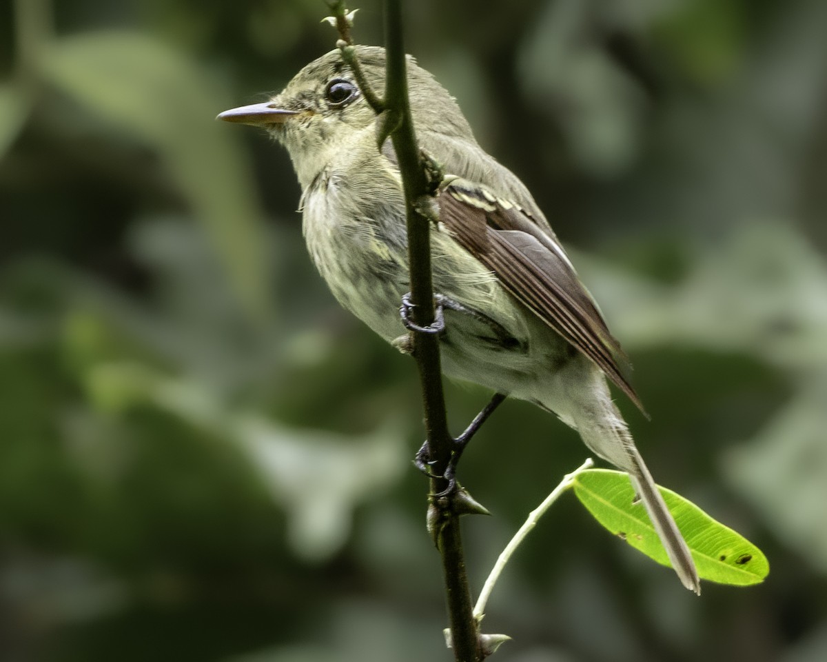 Yellow-bellied Flycatcher - ML645008251