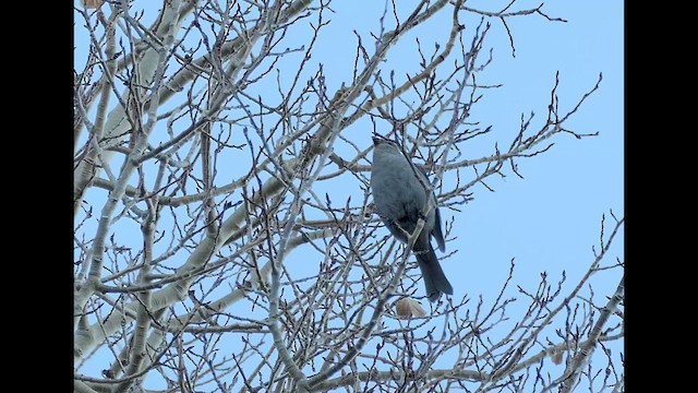 Pine Grosbeak - ML645008276
