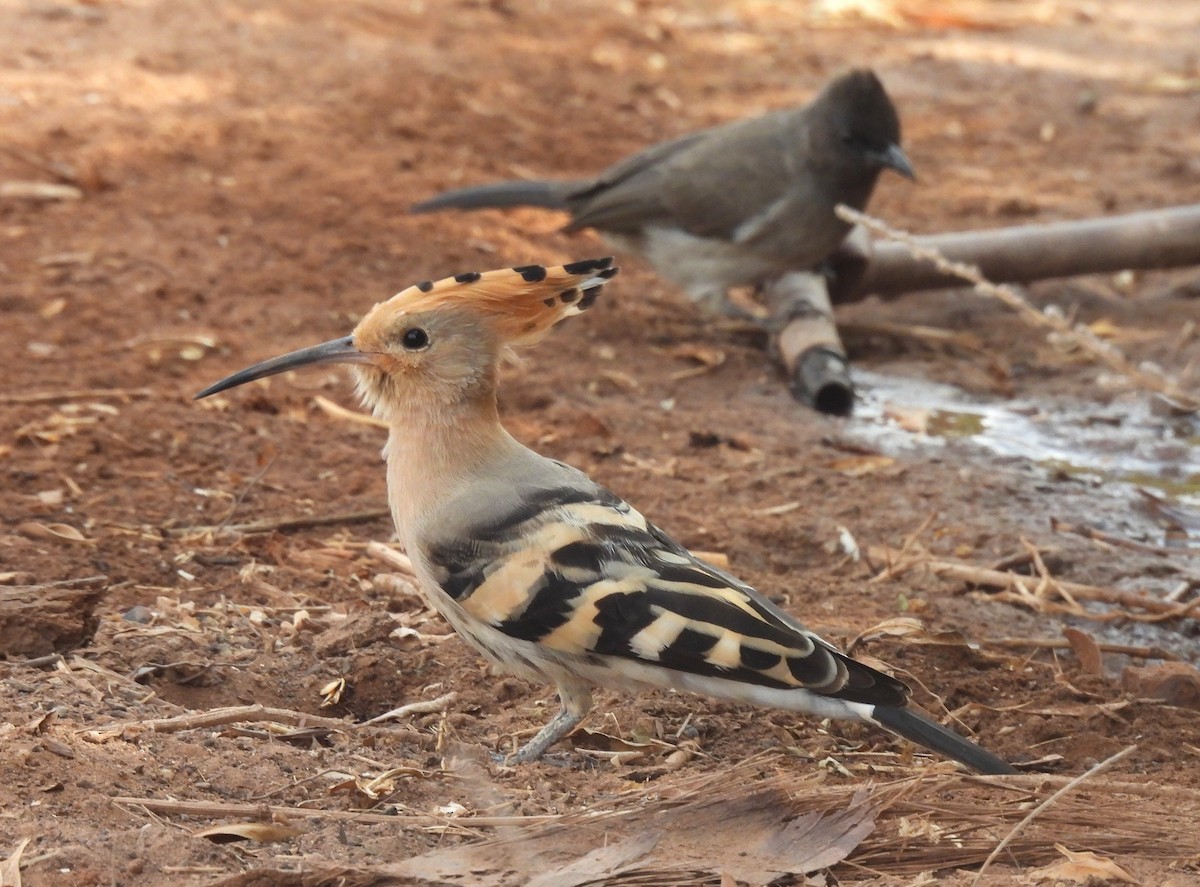 Common Hoopoe - ML645008283