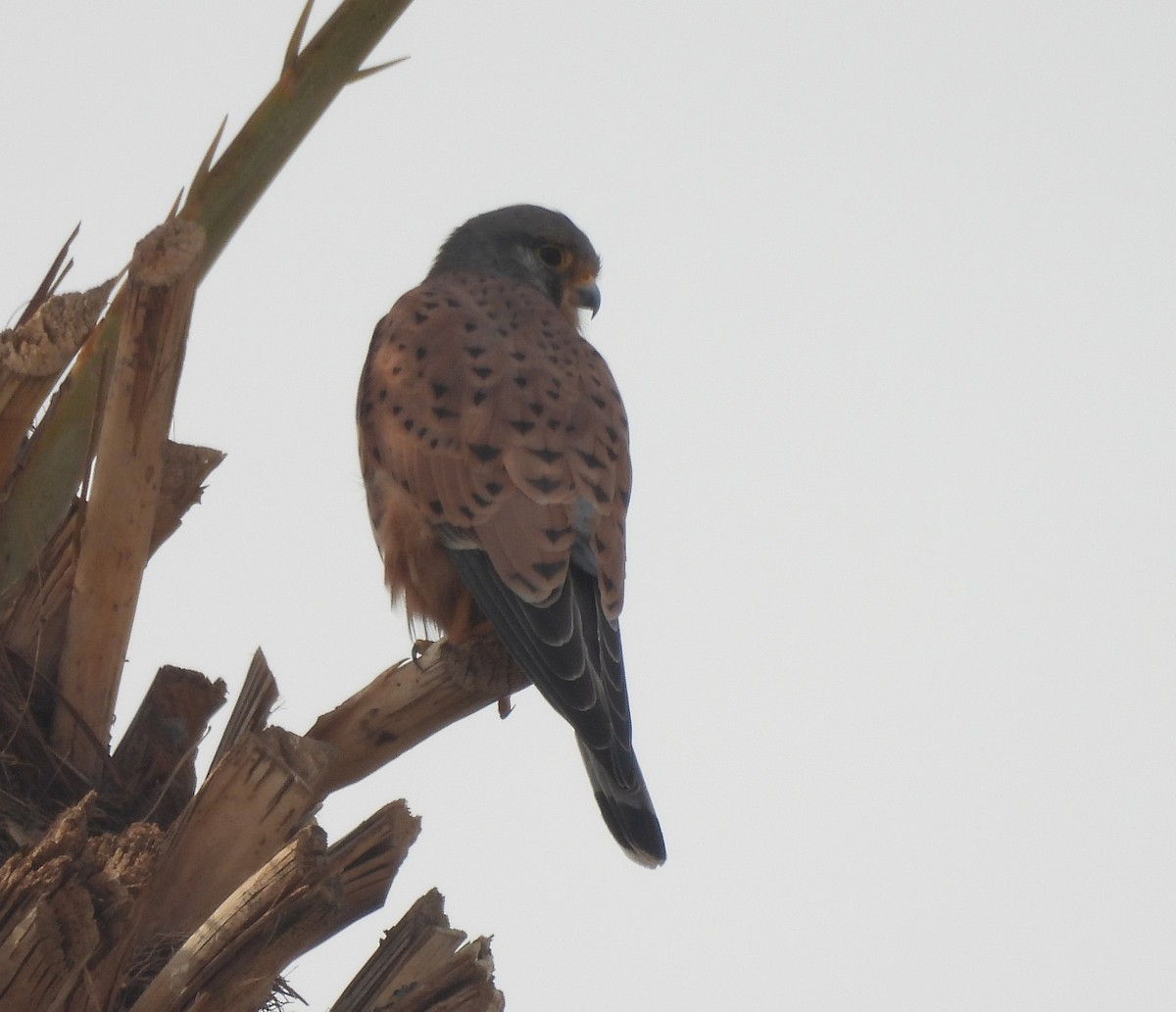Eurasian Kestrel - ML645008285