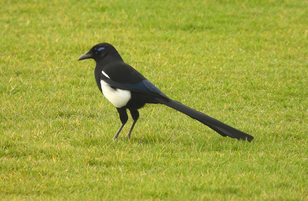 Maghreb Magpie - ML645008286